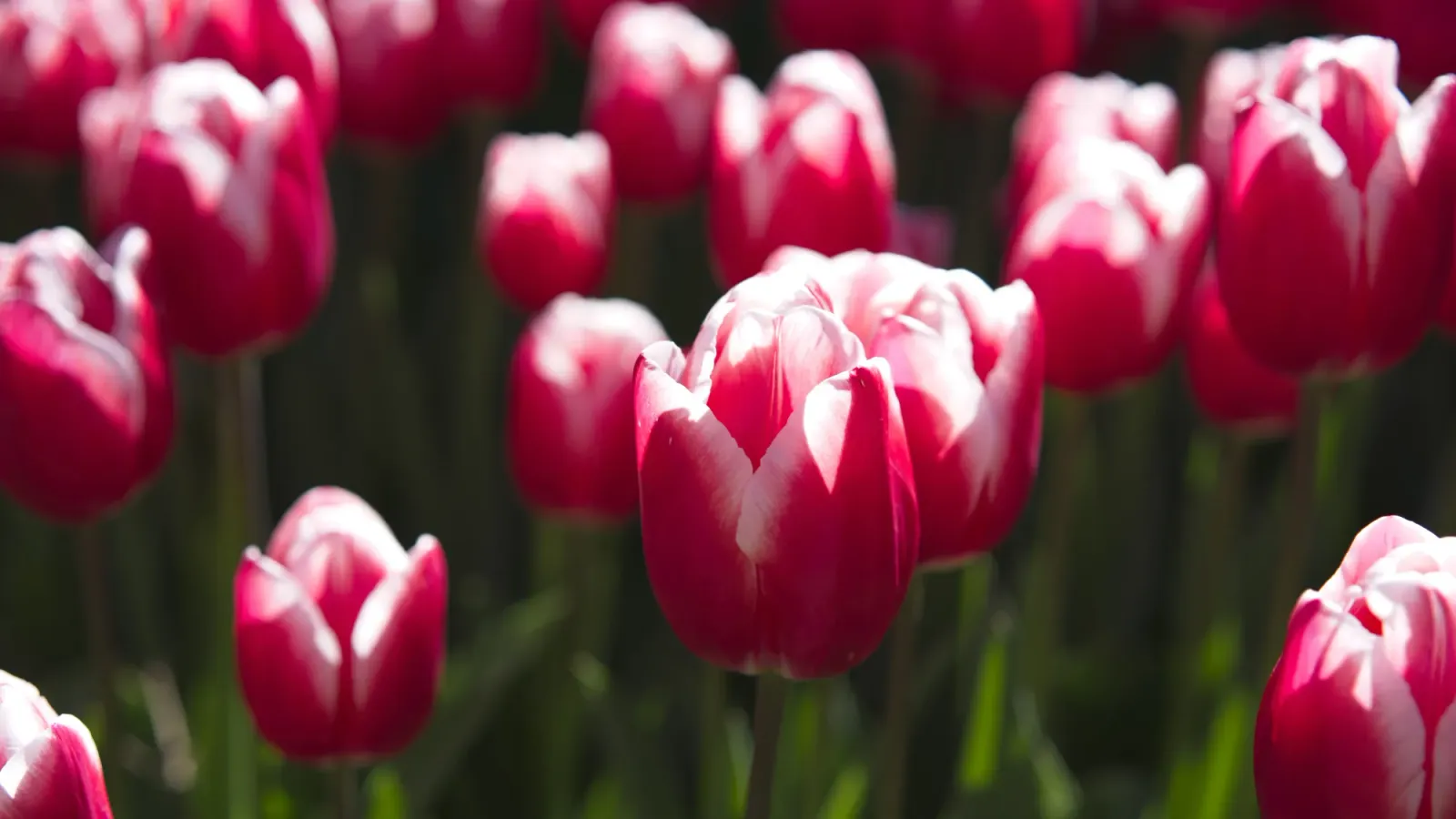 Pink and White Tulips by Mrs.Wanderer Close-up of pink/white tulips with a green stem background