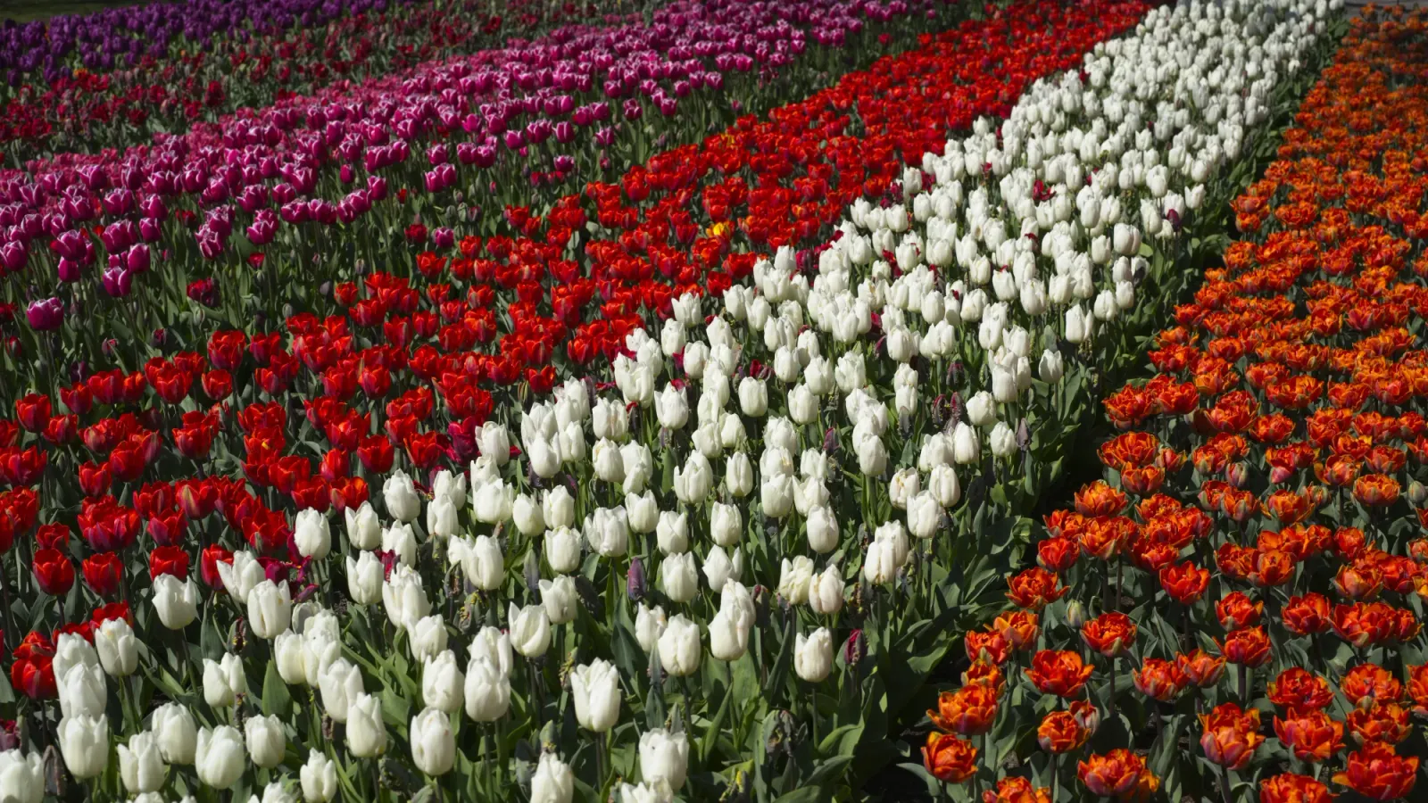 Endless Tulips by Mrs.Wanderer Rows of different colored tulips