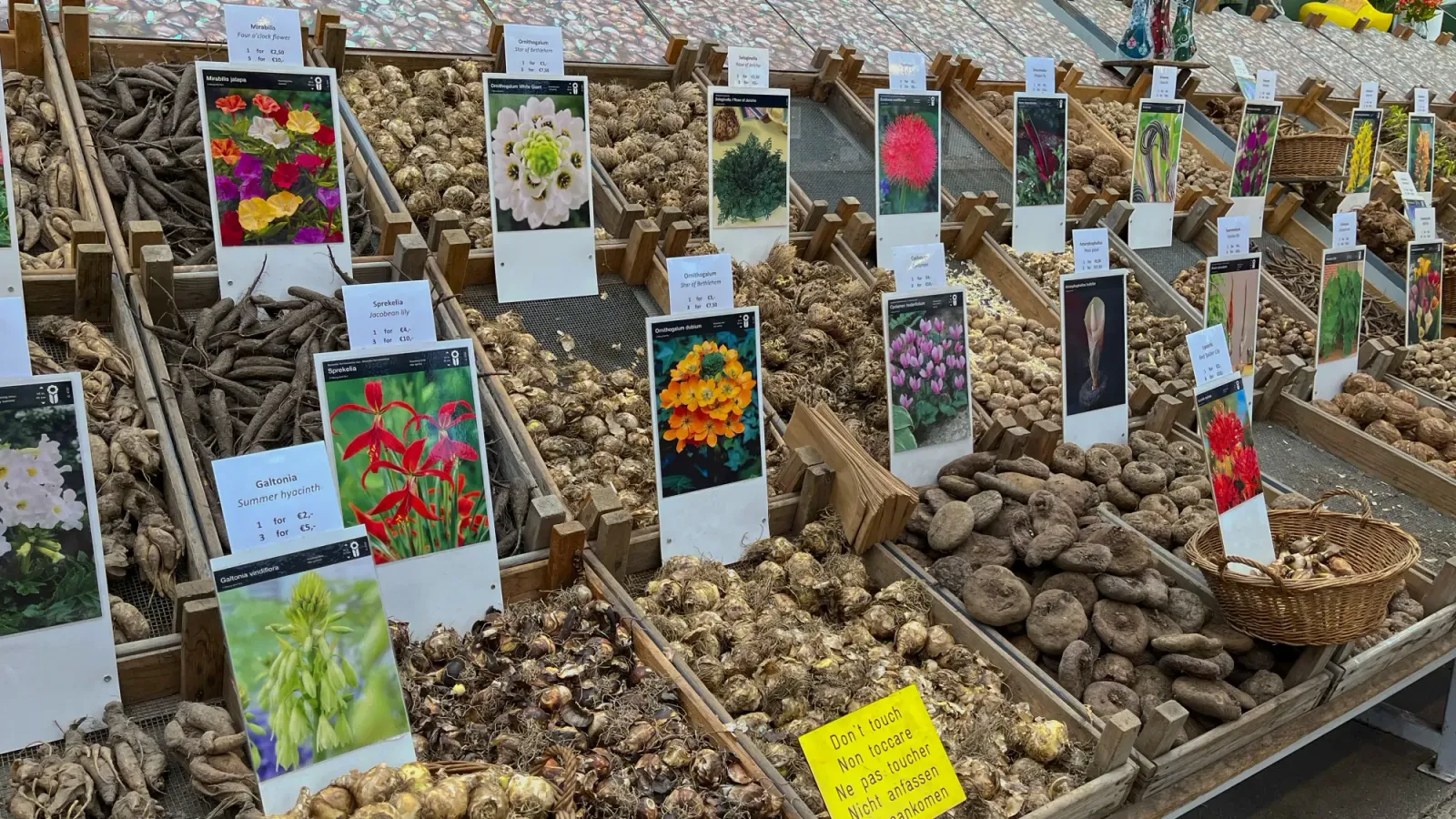 Flower Market Stalls by Mrs.Wanderer Boxes of flower bulbs in a stand