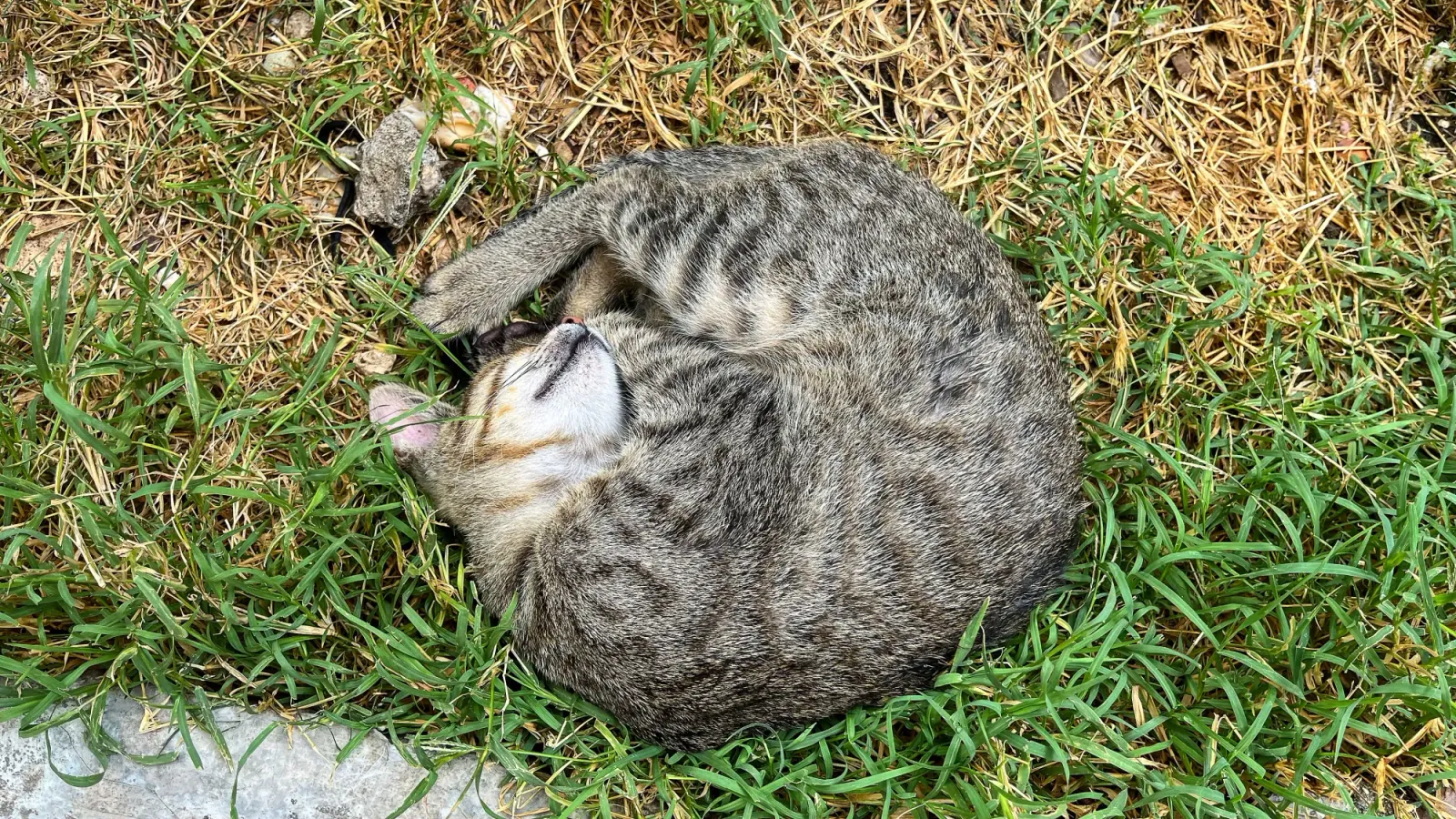 Kotor Kitty by Mrs. Wanderer Grey spotted cat curled into a ball sleeping in the grass