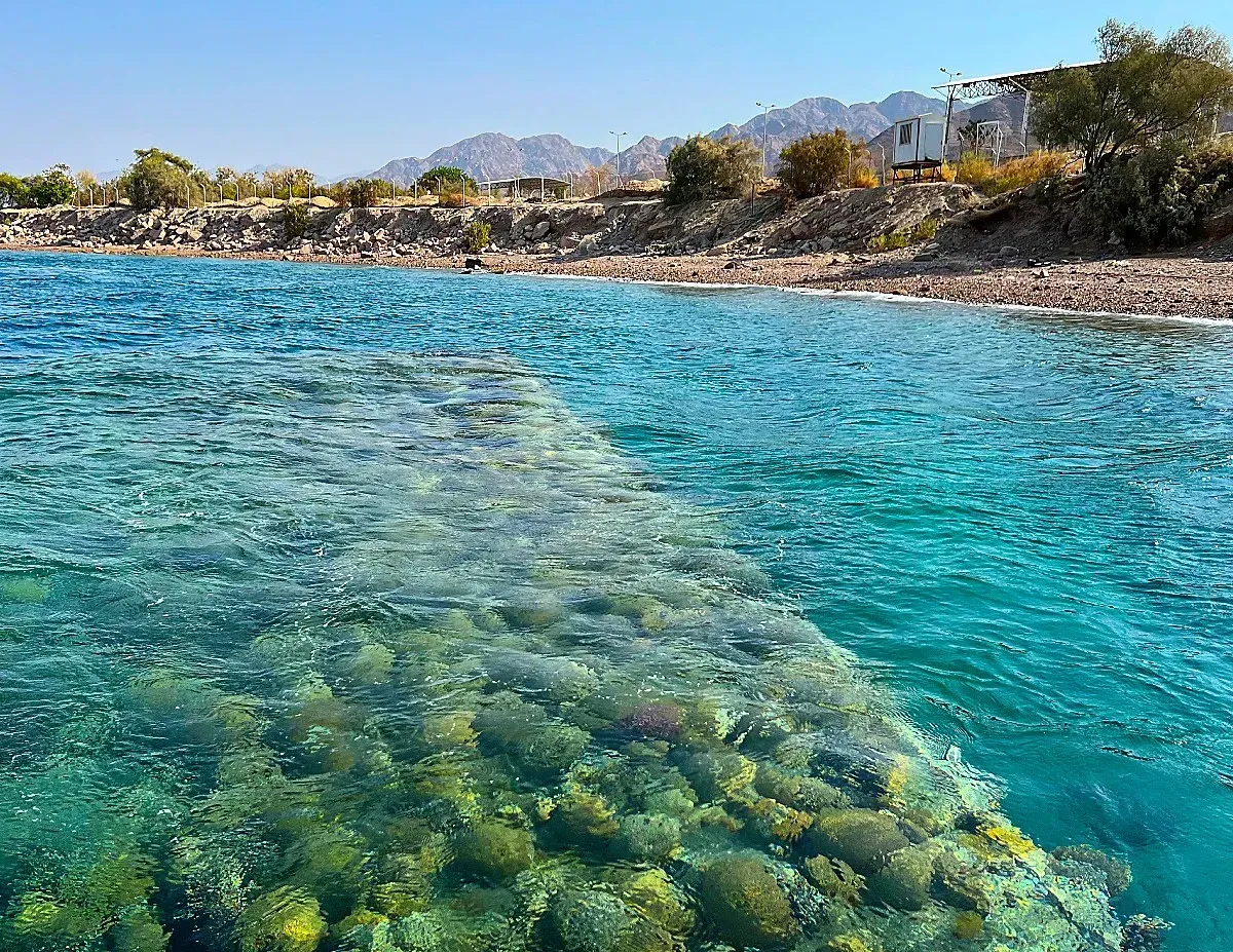 Red Sea Reef by Mr. Wanderer Marine life visible under turquoise water