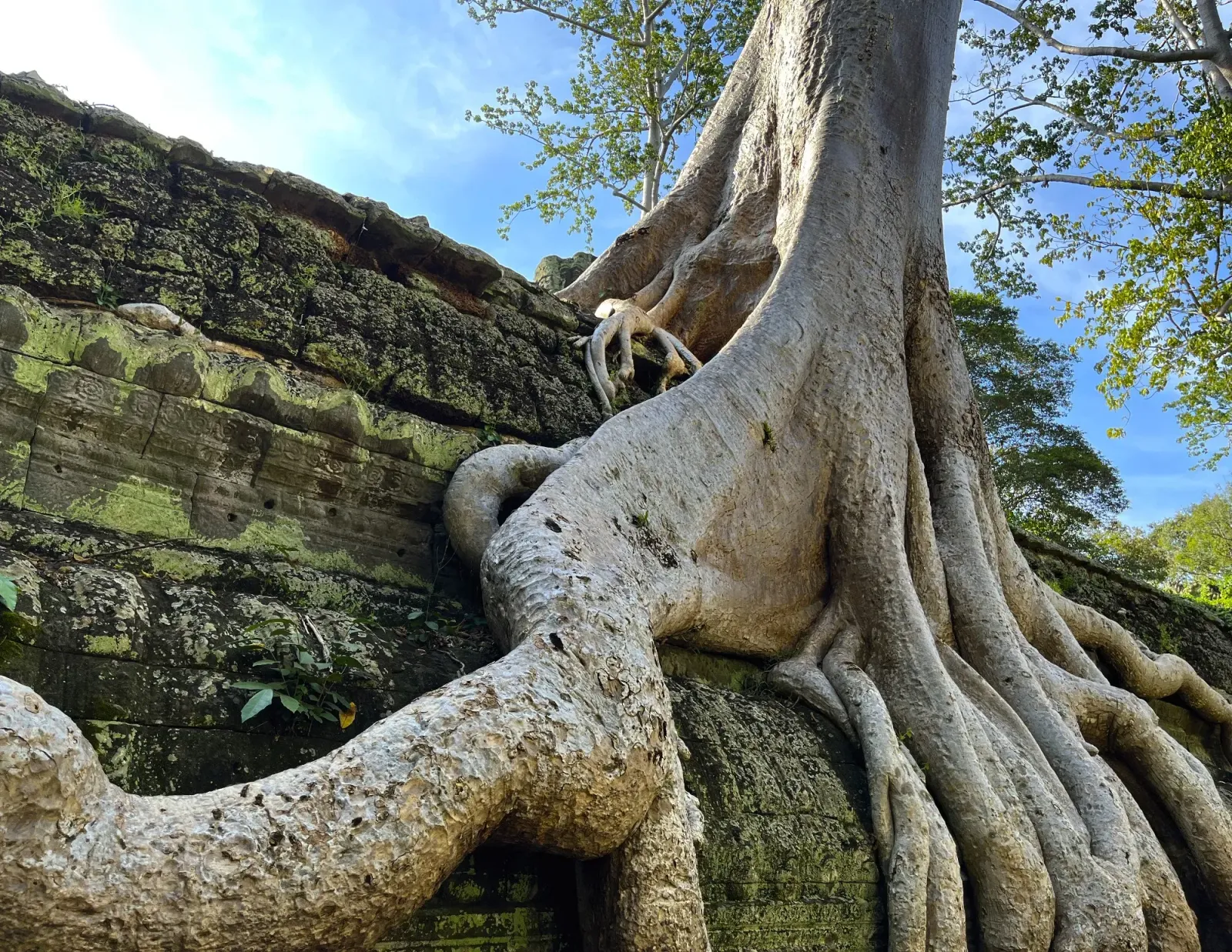 Ta Prohm Tree Root by Mr. Wanderer Close-up of a root on top of the Ta Prohm Temple