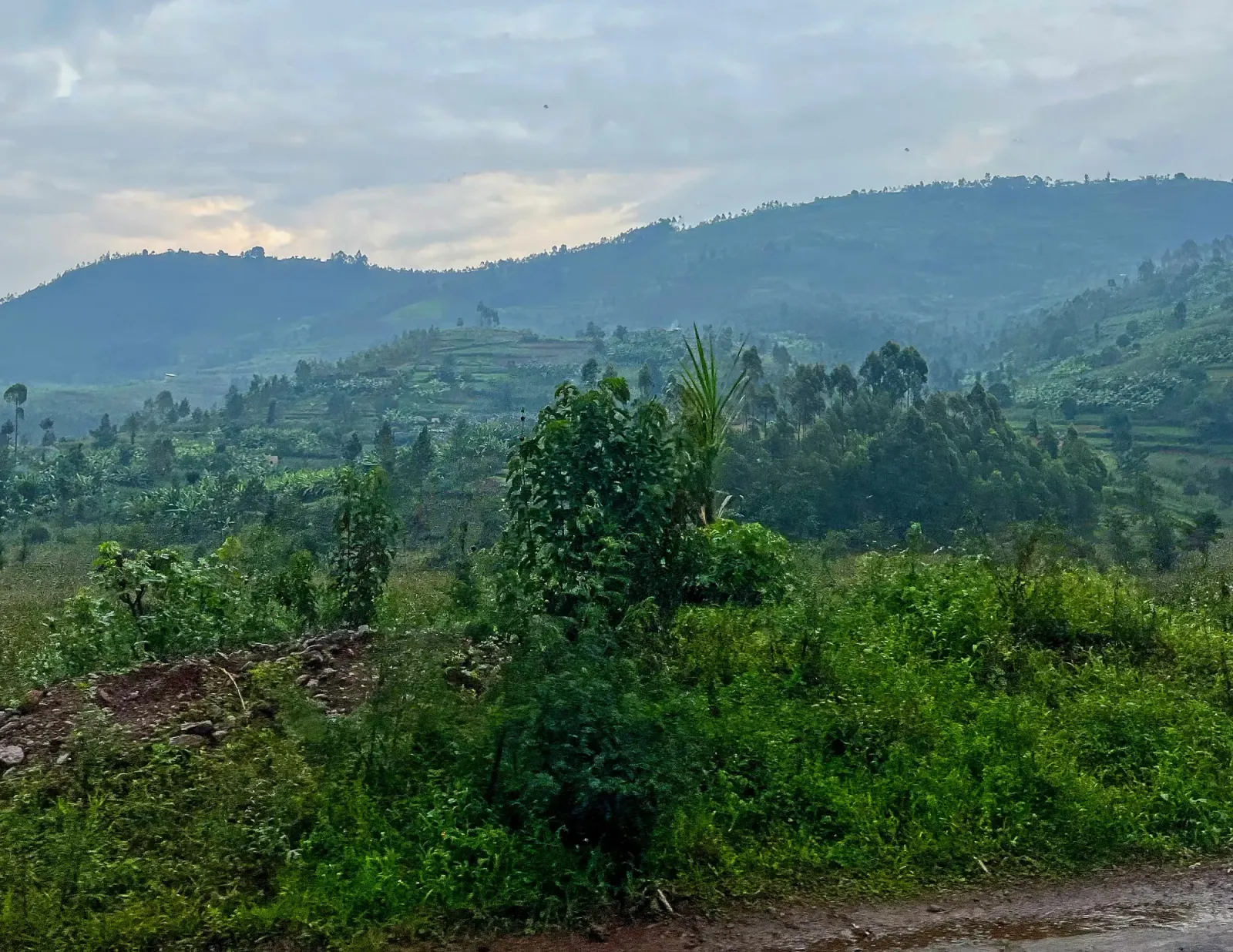 Lush green rolling hills