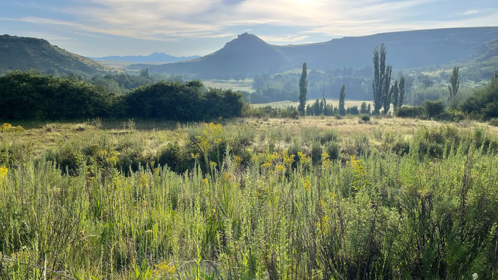 Clarens Hillside by Mrs. Wanderer Grasses glistening in the early morning light with varying hilltops rising in the distance