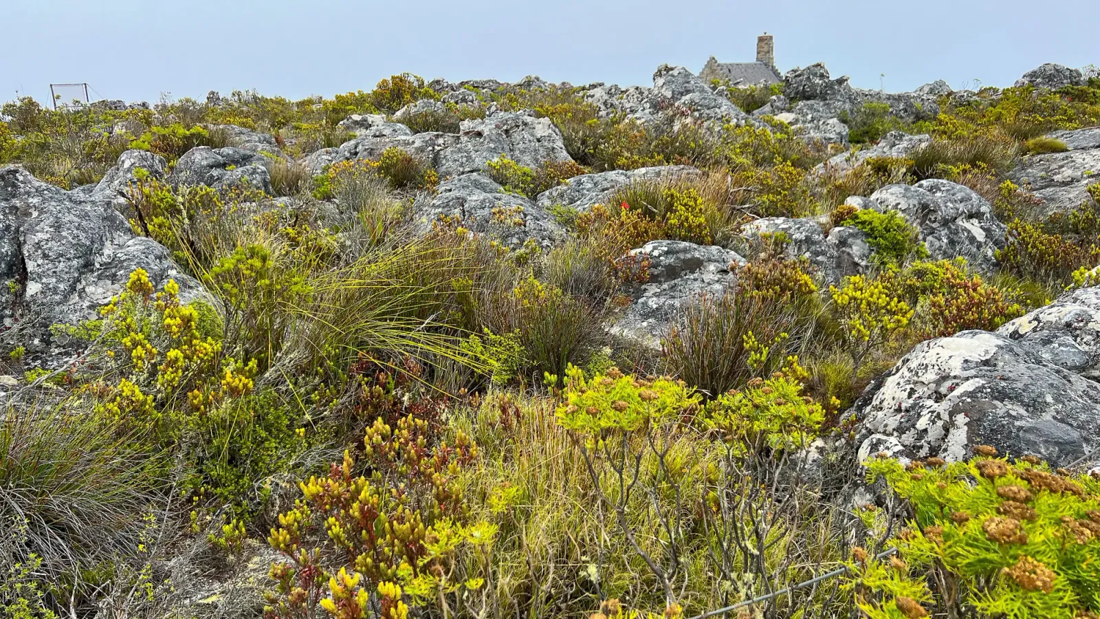Table Mountain Flora and Mist by Mr. Wanderer Slate and green rocks and plants with a grey sky above