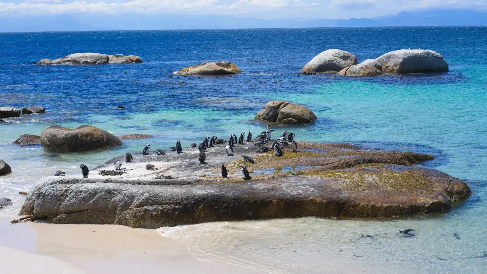Boulder's Beach by Mr. Wanderer Multicolored blue water with penguins smattered on a rock sticking out