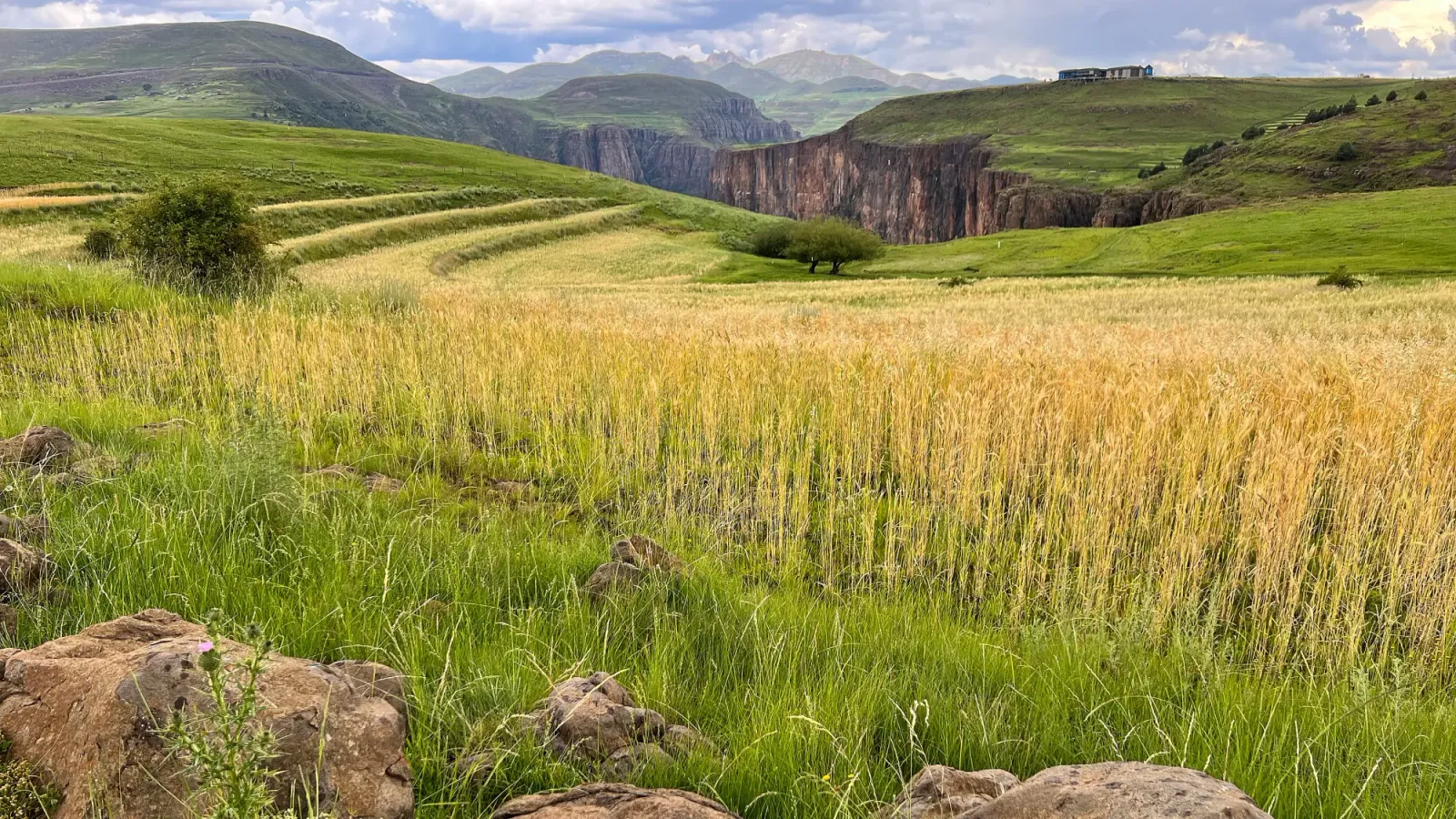 Golden Lesotho Hills by Mrs. Wanderer Golden grasses in front of green hills and valleys