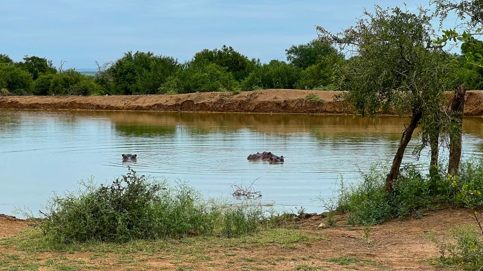 Pond Hippos by Mr. Wanderer Three hippos poking their heads out of the water