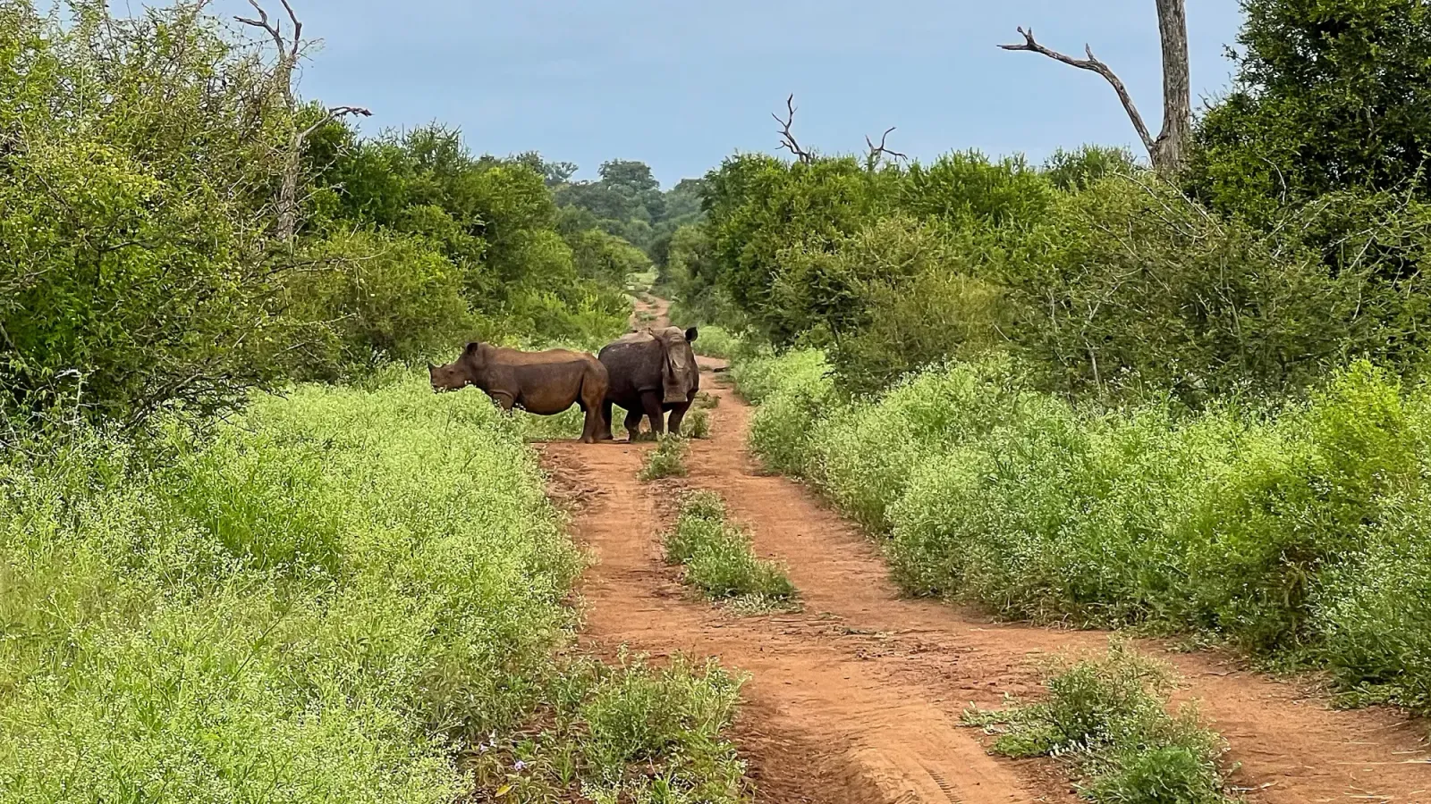 Eswatini Rhinos by Mr. Wanderer Two rhinos standing on a dirt path amidst the brush