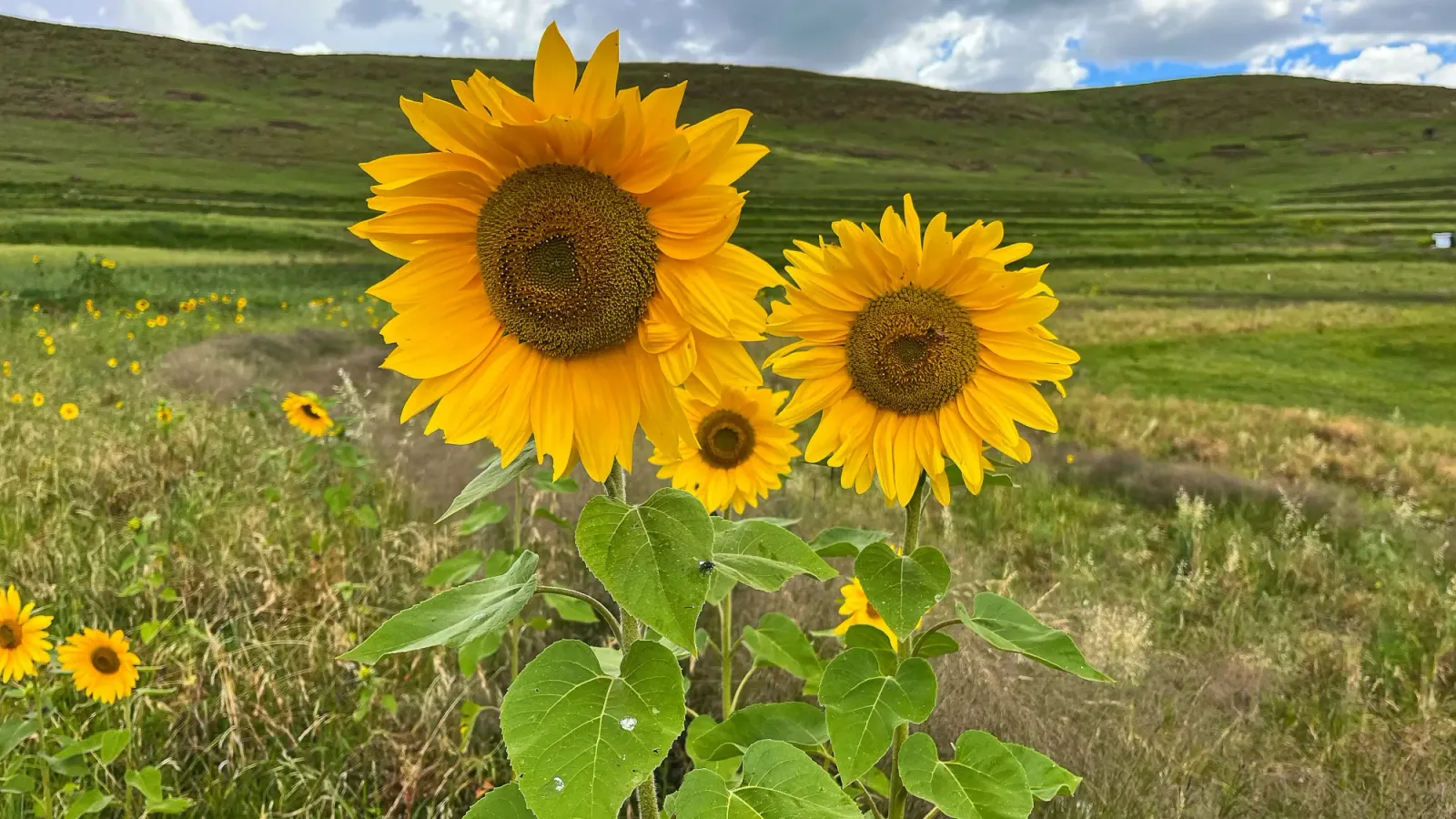Lesotho Sunflowers by Mrs. Wanderer Three sunflowers in the green plains