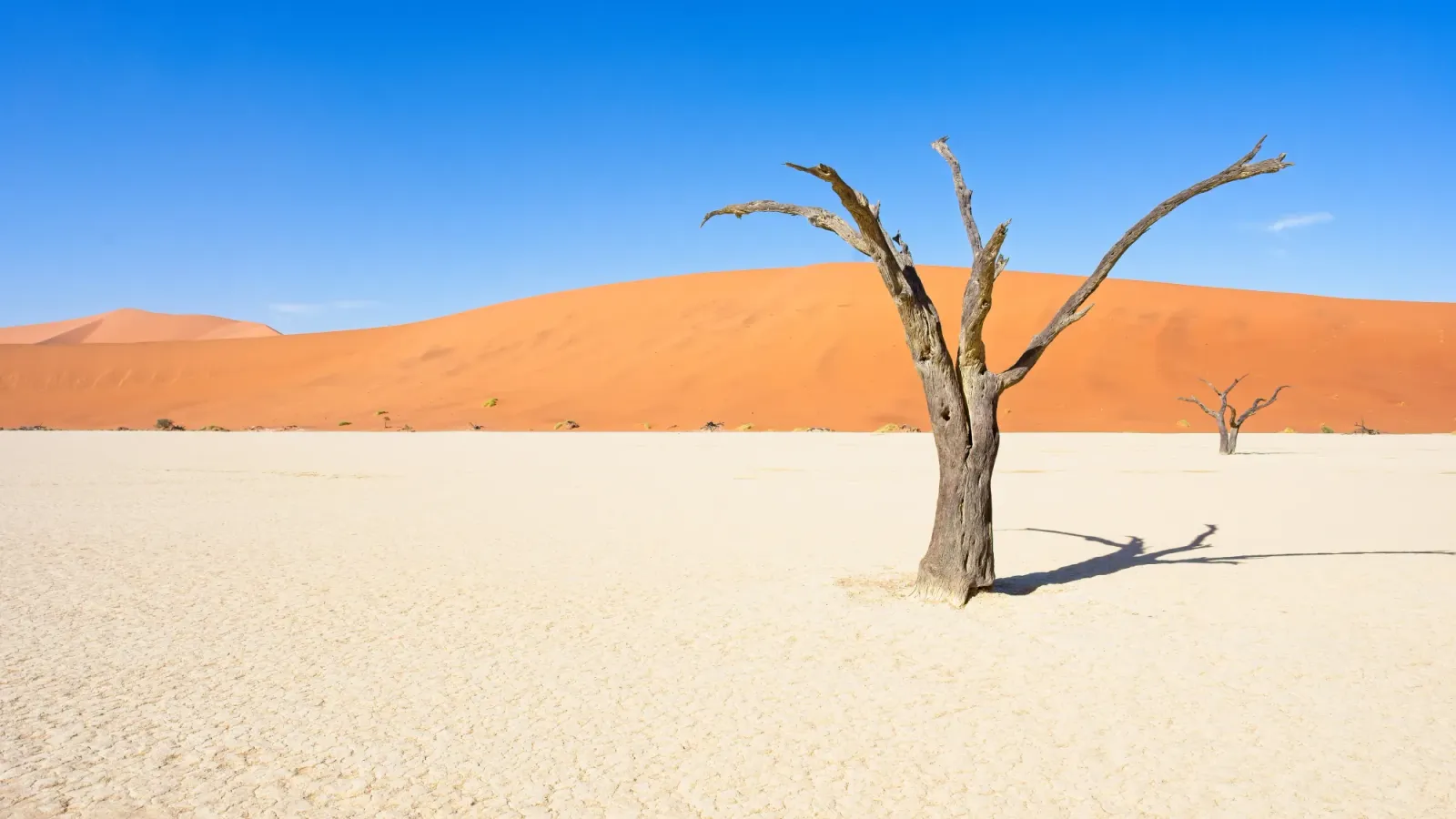 Petrified tree on white clay pan with a dune and clear sky in the background