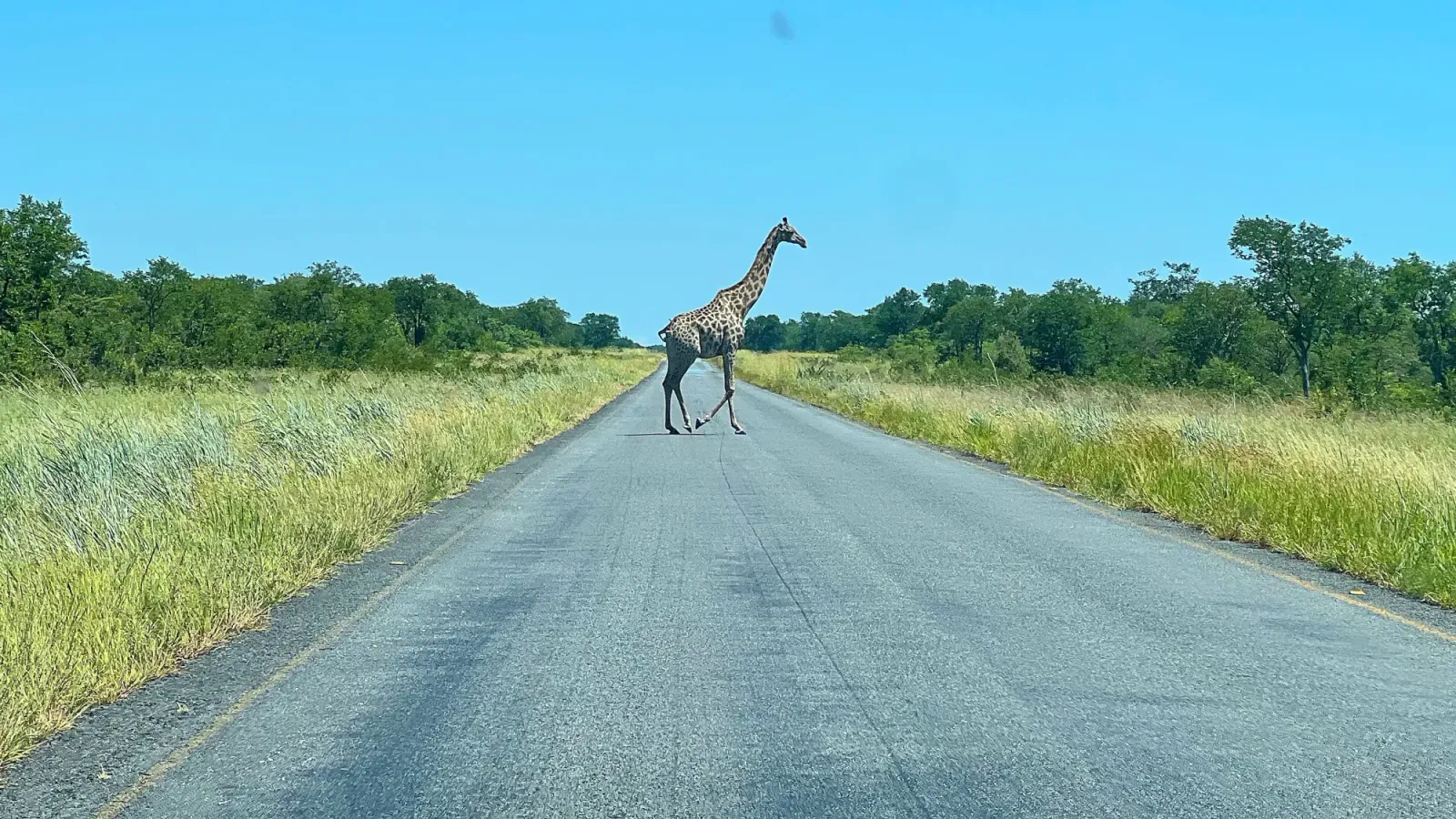Giraffe Crossing by Mr. Wanderer Lone giraffe walking across the paved road