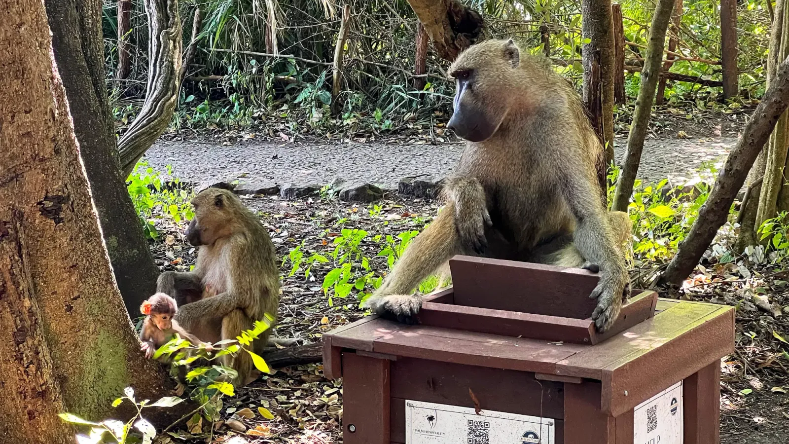 Baboon Family by Mrs. Wanderer One adult baboon sitting on a waste receptical, one baboon grooming a baby baboon on the ground