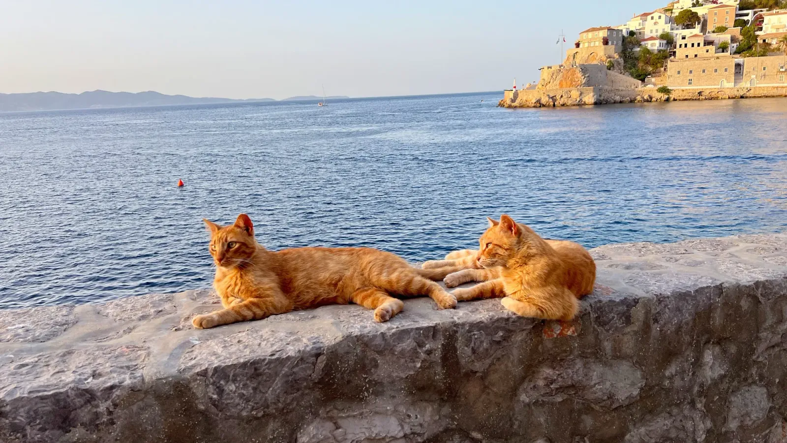 Island Cats by Mr. Wanderer Two orange cats resting on a stone wall overlooking the sea