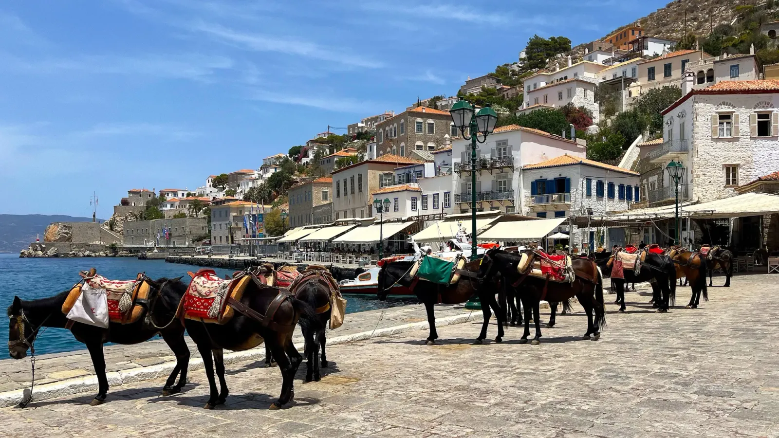 Hydra Donkeys by Mrs. Wanderer Colorfully dressed donkeys lined up by the docks in the sun