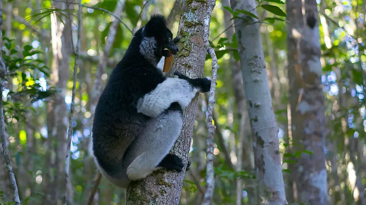 Lemur hugging a tree trunk and snacking on a leaf